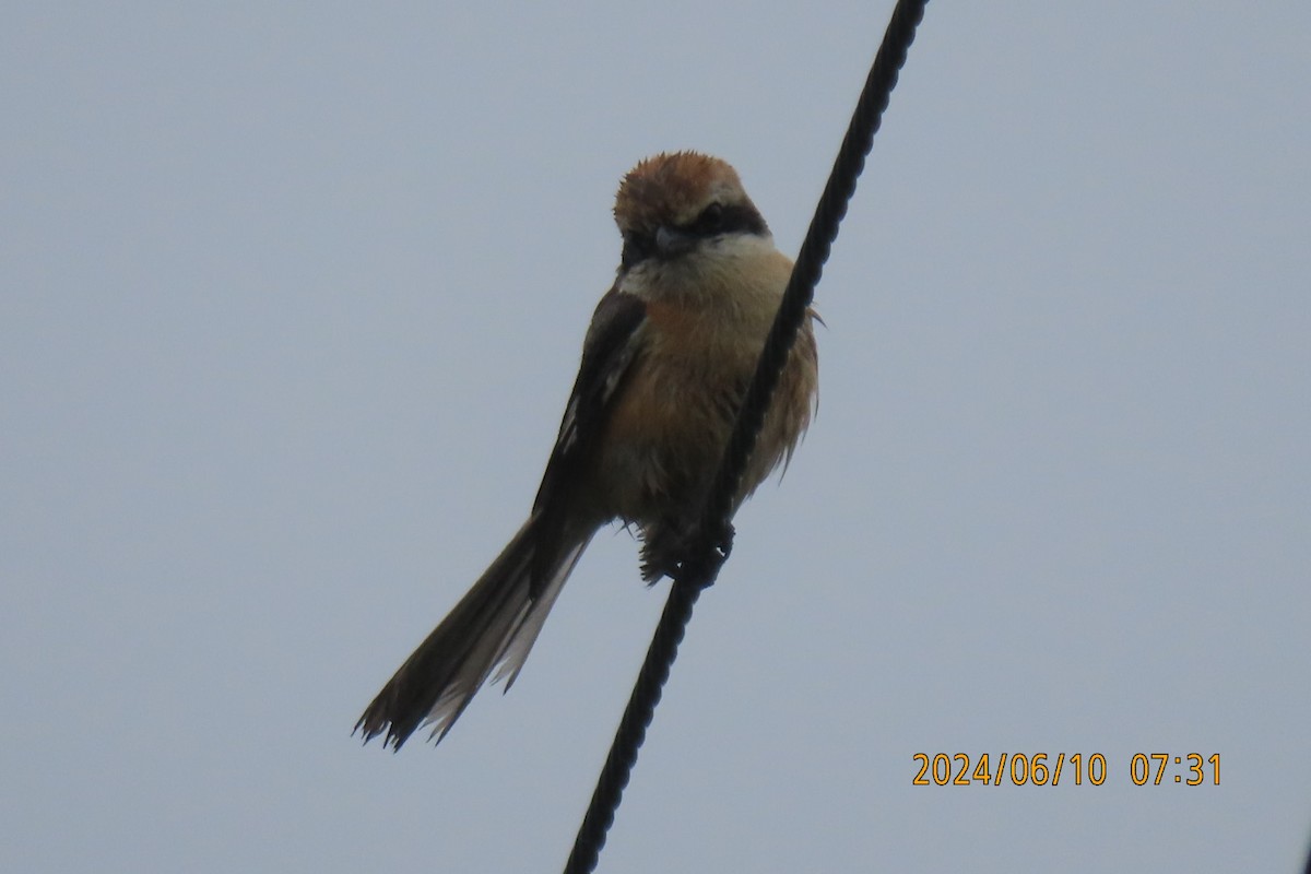 Bull-headed Shrike - ML620256136