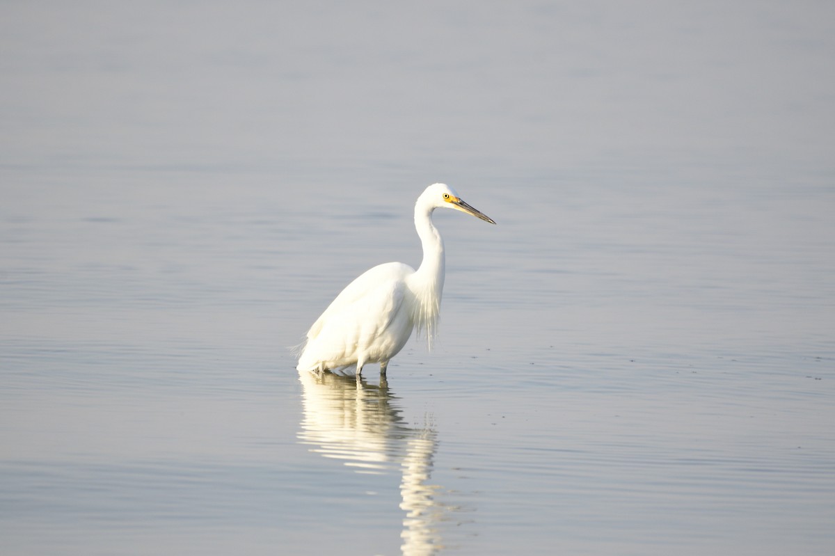 Little Egret - ML620256137