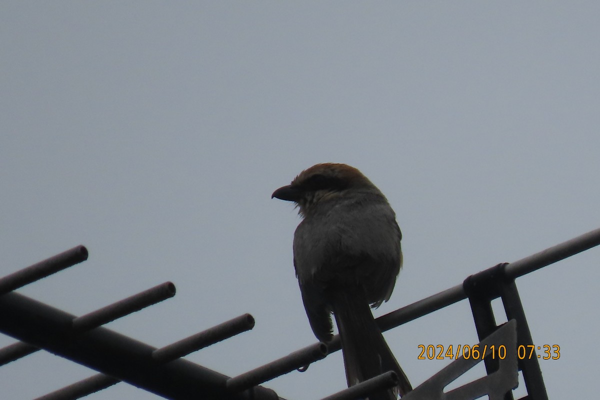 Bull-headed Shrike - ML620256141