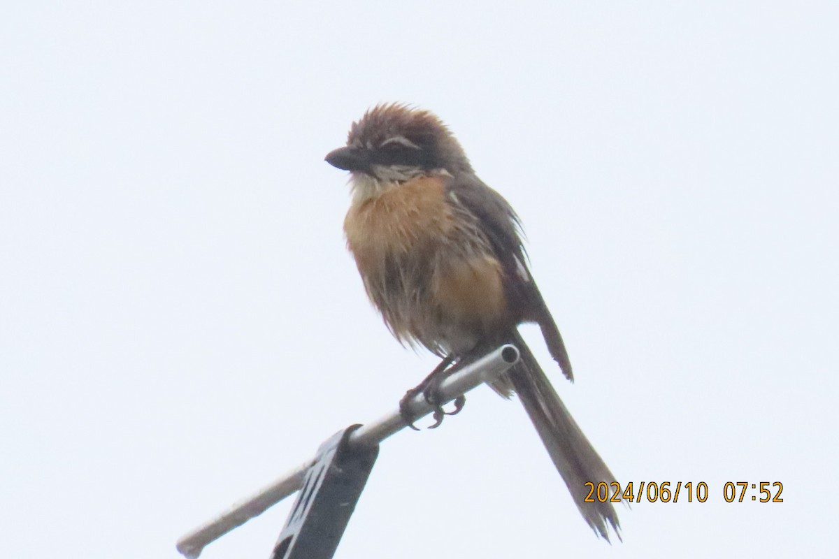 Bull-headed Shrike - ML620256151