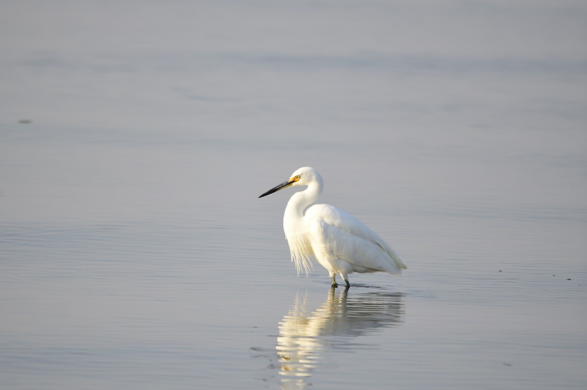 Little Egret - ML620256154