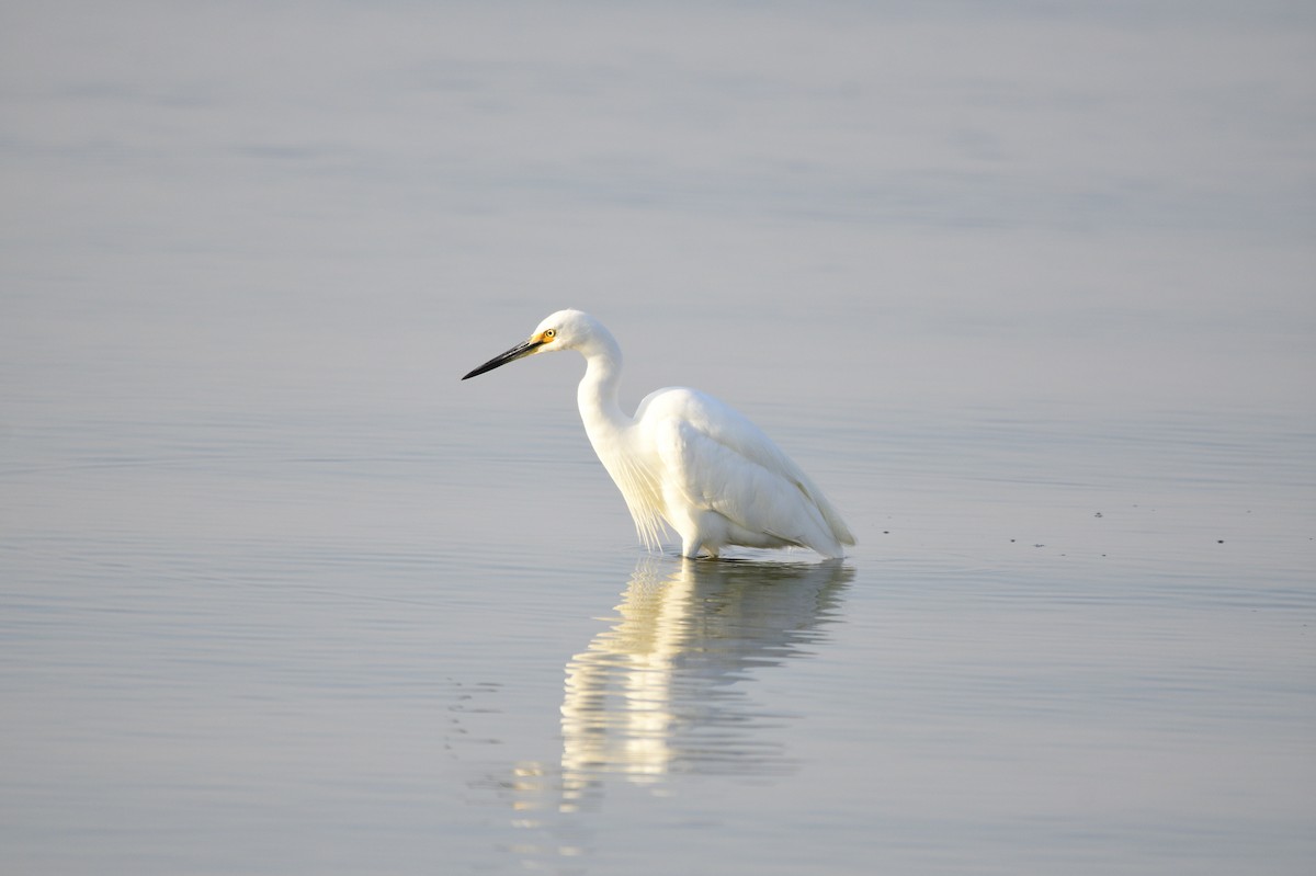 Little Egret - ML620256155