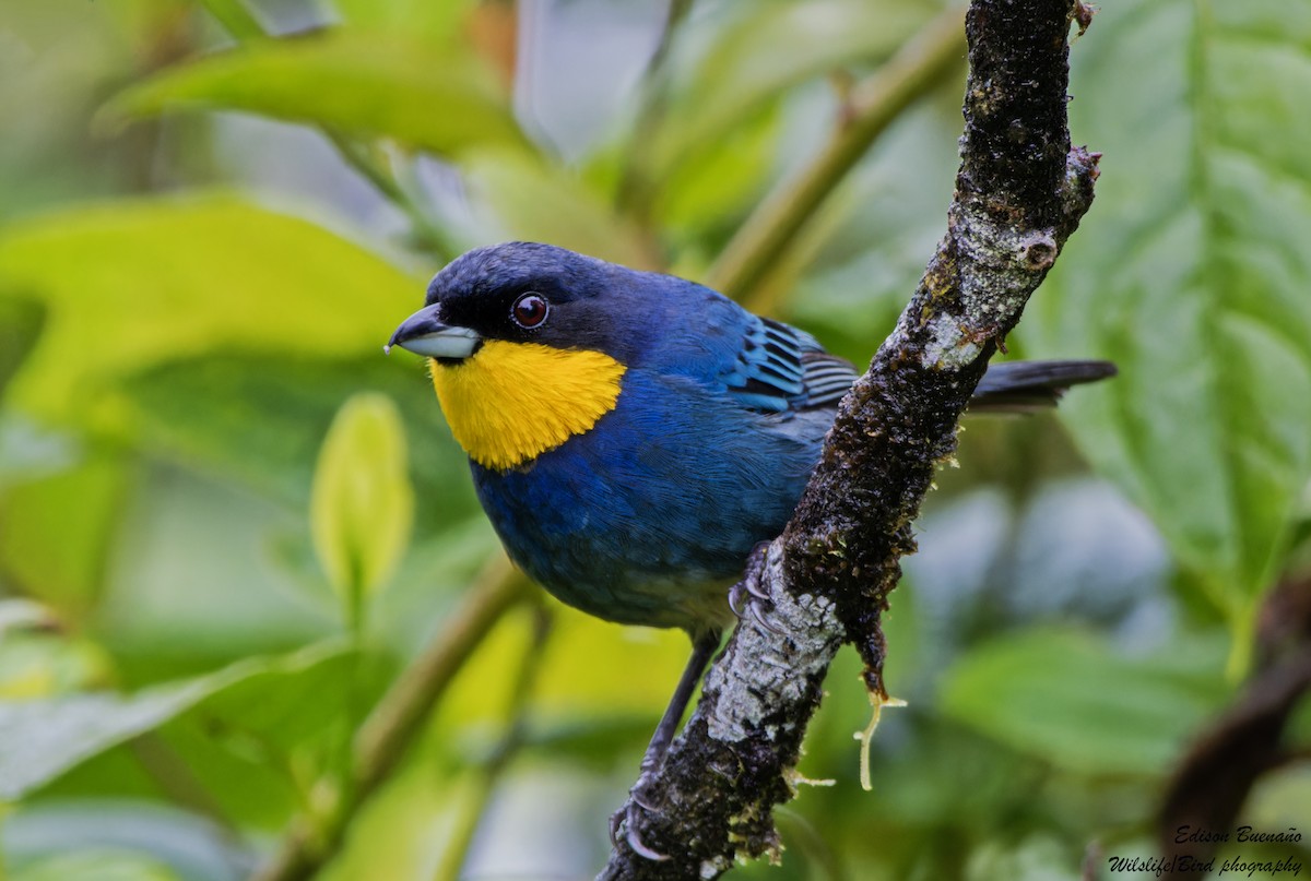 Purplish-mantled Tanager - Edison Buenano