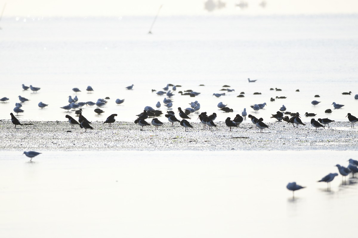 Pied Oystercatcher - ML620256158