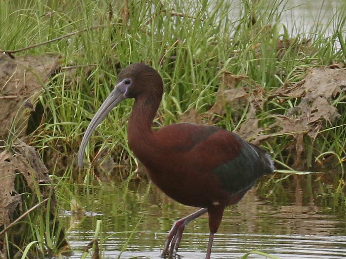 Glossy x White-faced Ibis (hybrid) - ML620256160