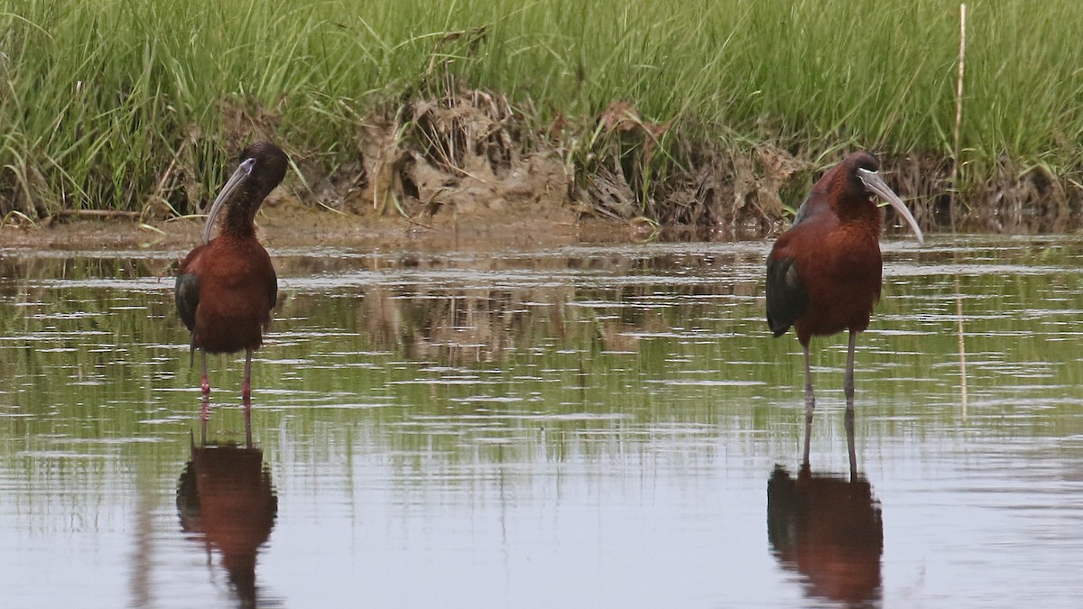 Glossy x White-faced Ibis (hybrid) - ML620256161