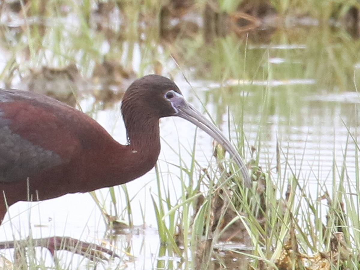 Glossy x White-faced Ibis (hybrid) - ML620256162