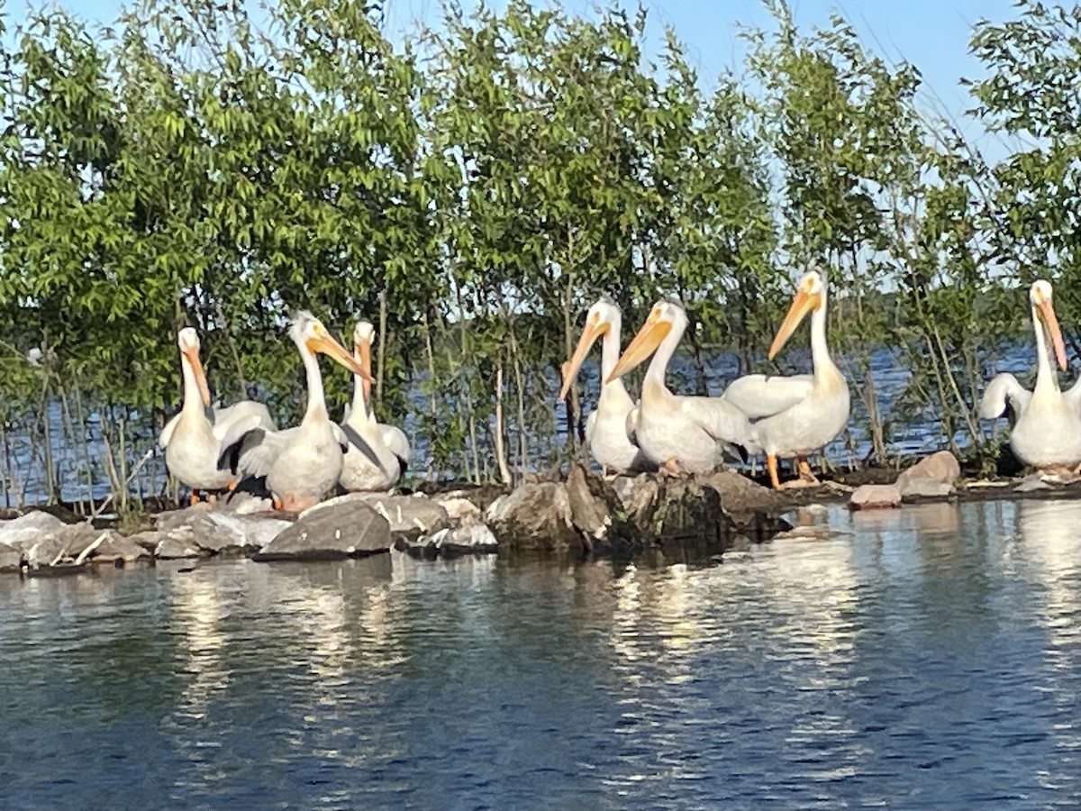 American White Pelican - ML620256163