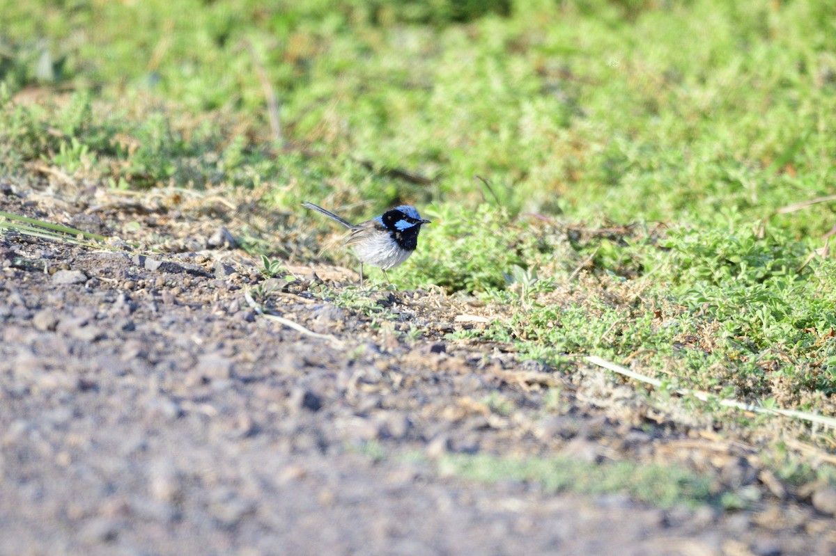 Superb Fairywren - ML620256165