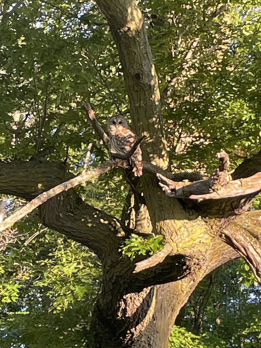 Barred Owl - Richard Clearman