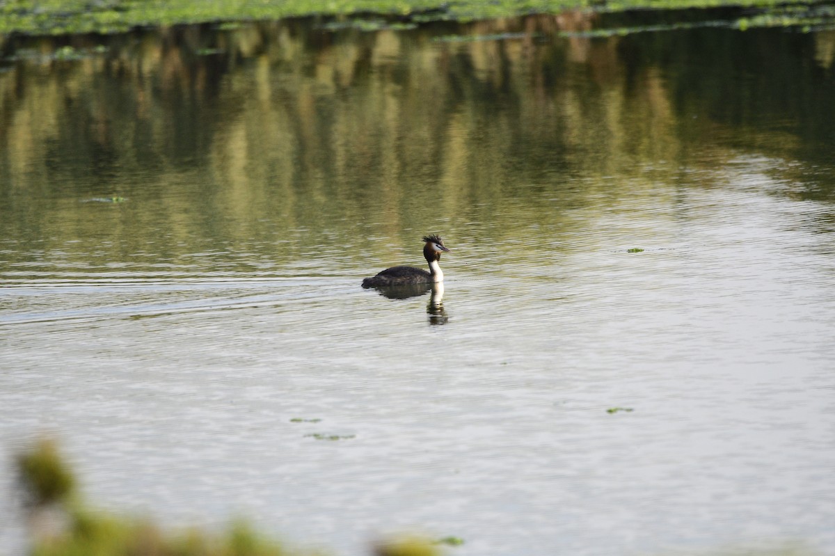 Great Crested Grebe - ML620256171