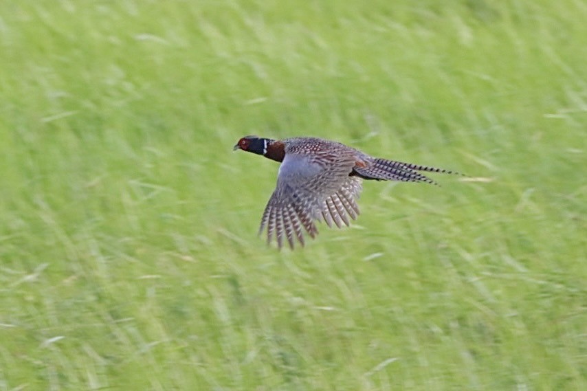 Ring-necked Pheasant - ML620256185