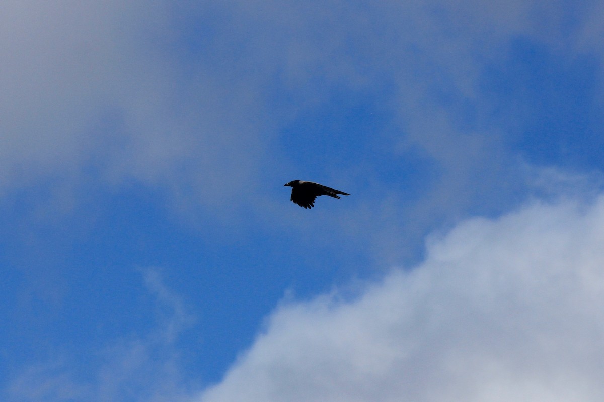 Hooded Crow - ML620256188