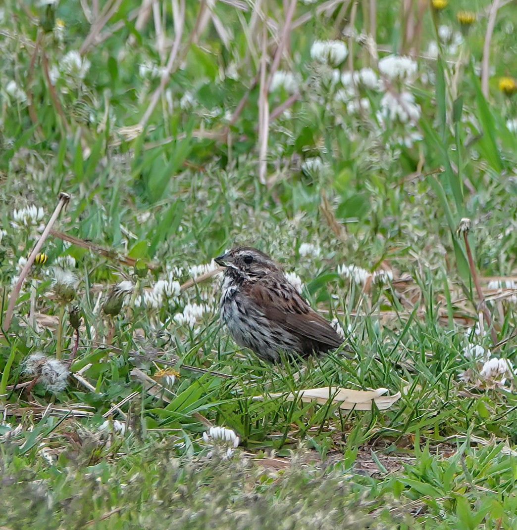 Song Sparrow - ML620256192