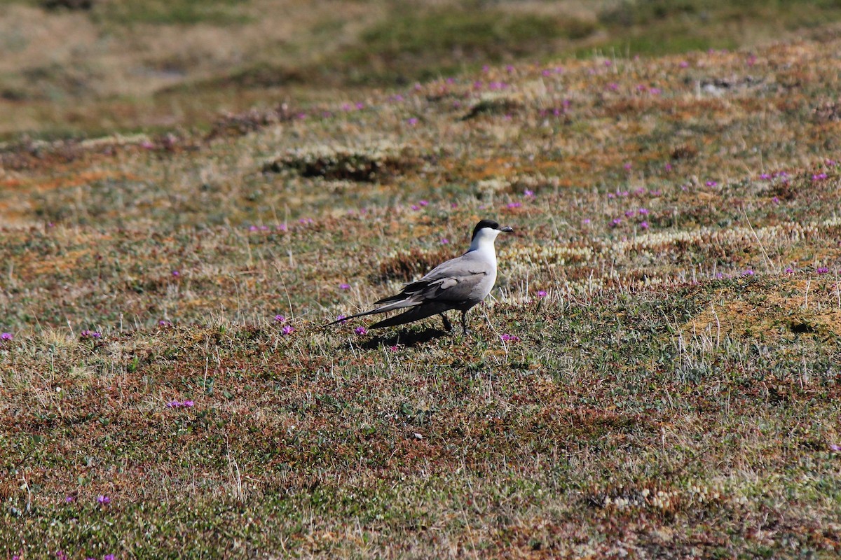 Long-tailed Jaeger - ML620256201