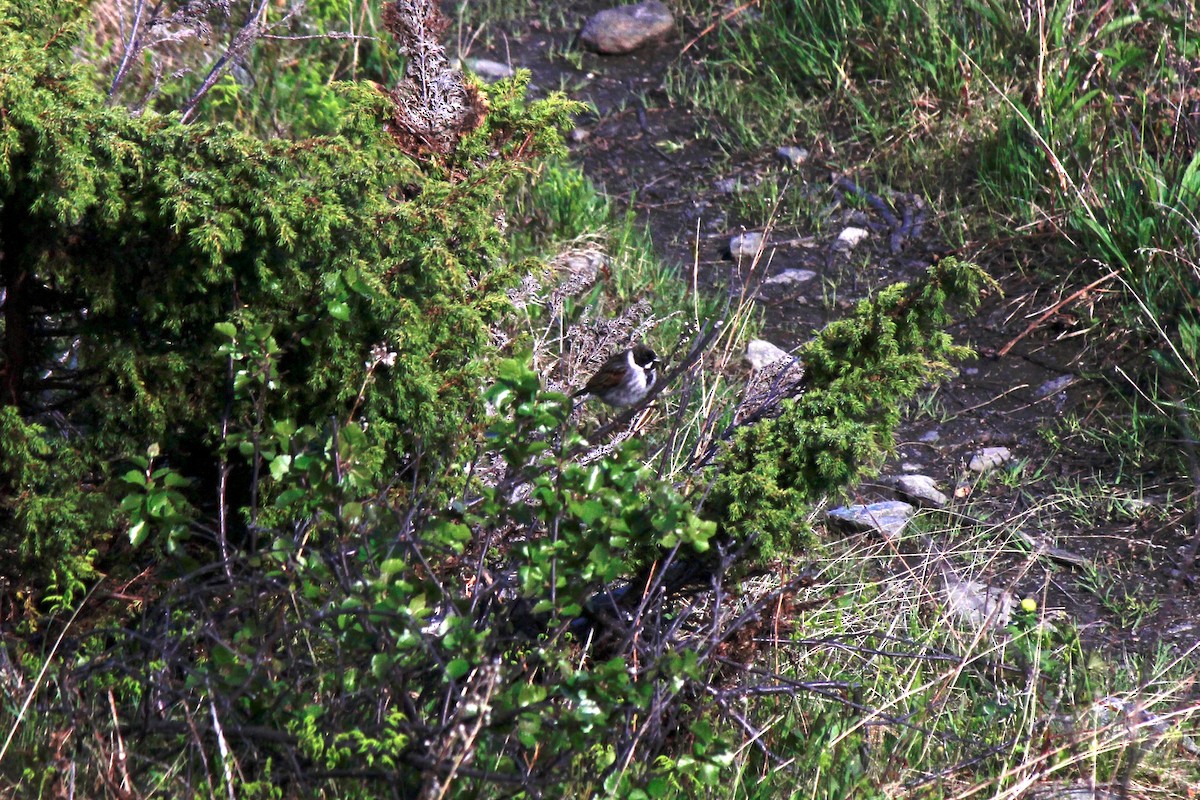 Reed Bunting - ML620256208