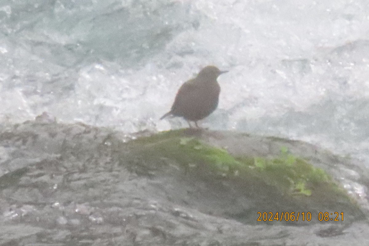 Brown Dipper - ML620256216