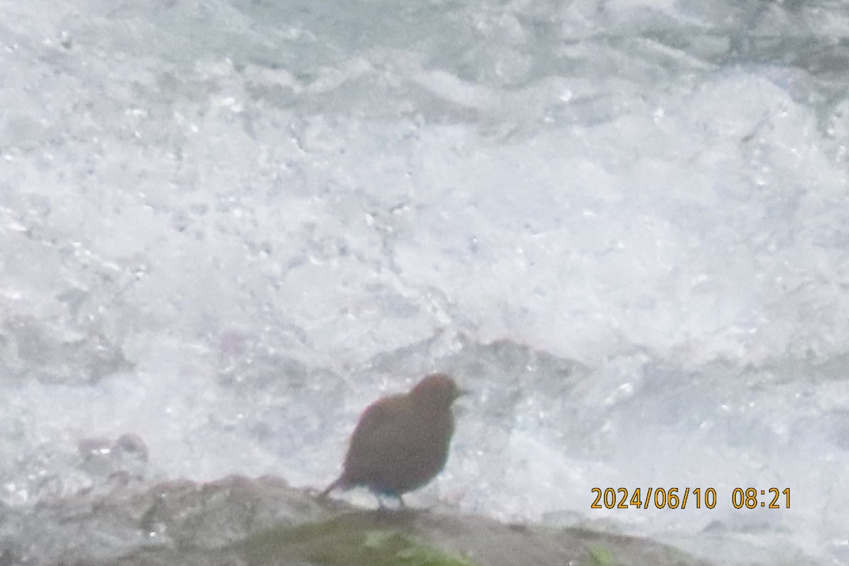 Brown Dipper - ML620256217