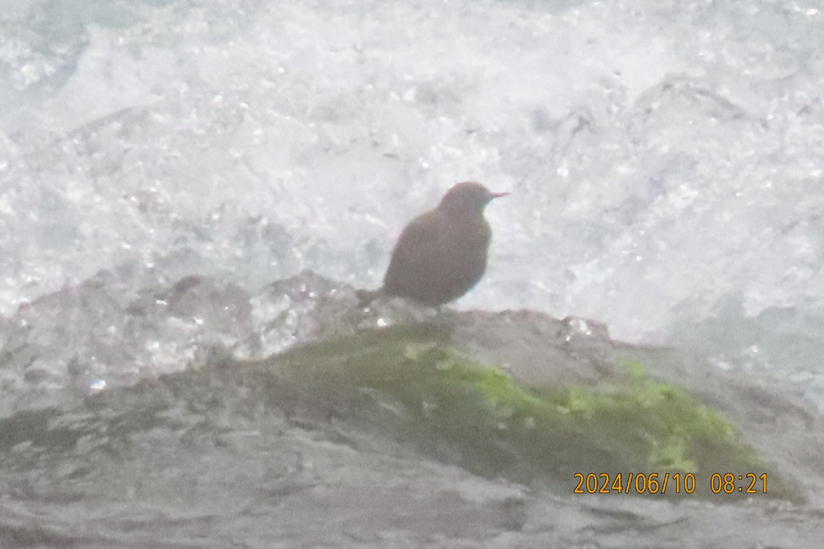 Brown Dipper - ML620256218