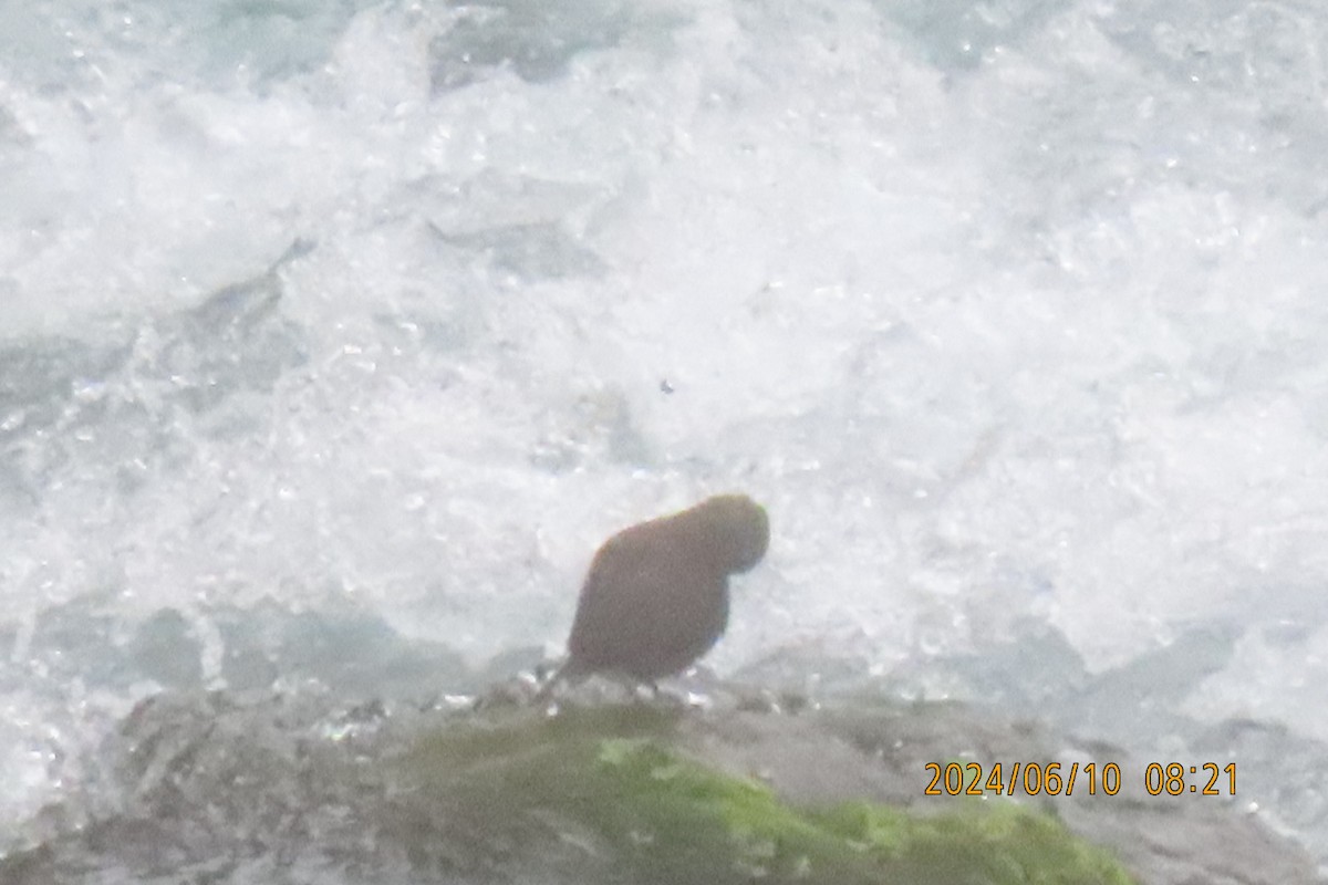 Brown Dipper - Anonymous
