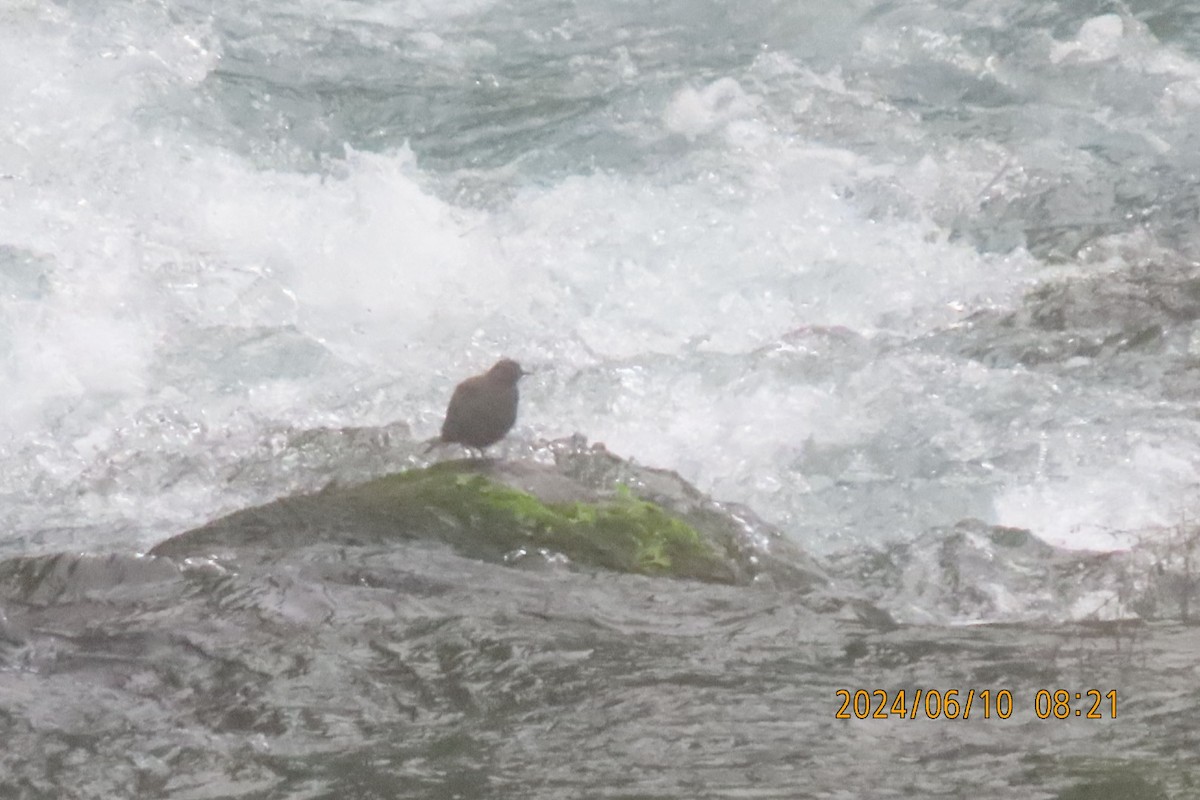 Brown Dipper - ML620256224