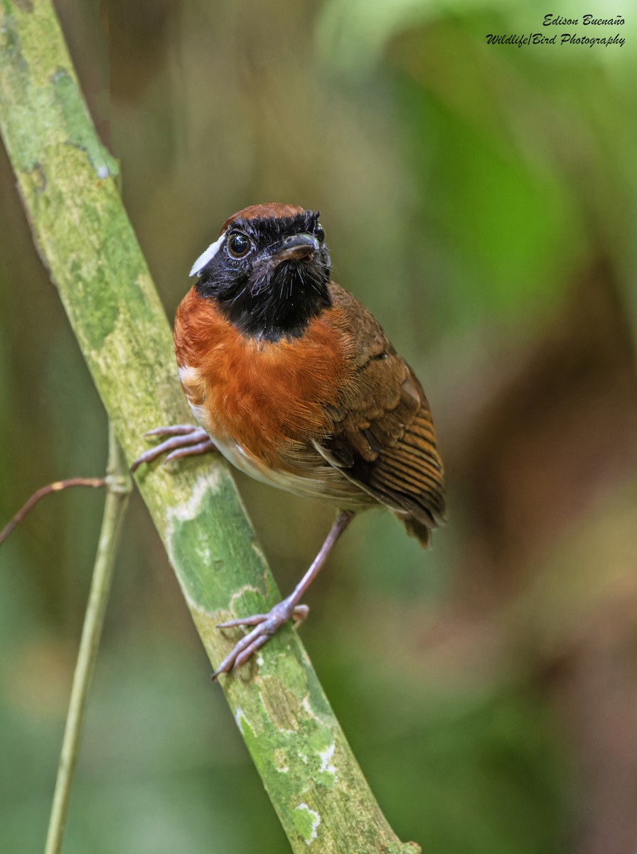 Chestnut-belted Gnateater - ML620256239