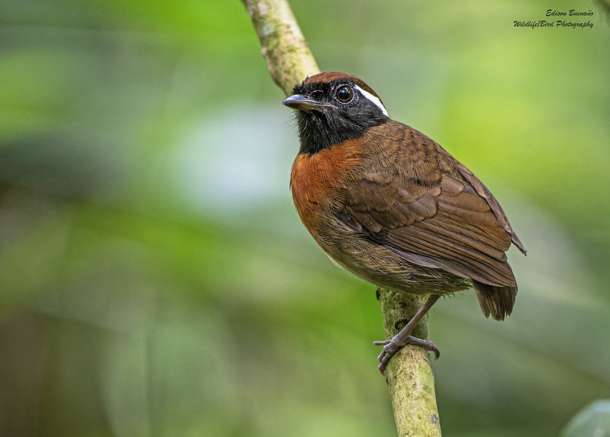 Chestnut-belted Gnateater - ML620256240