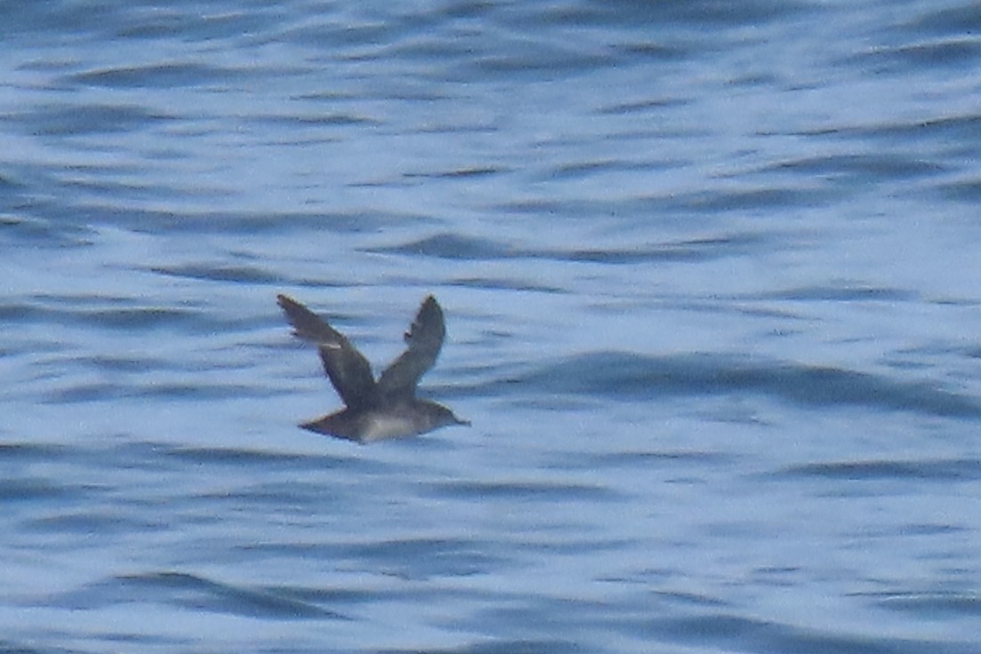 Balearic Shearwater - ML620256248