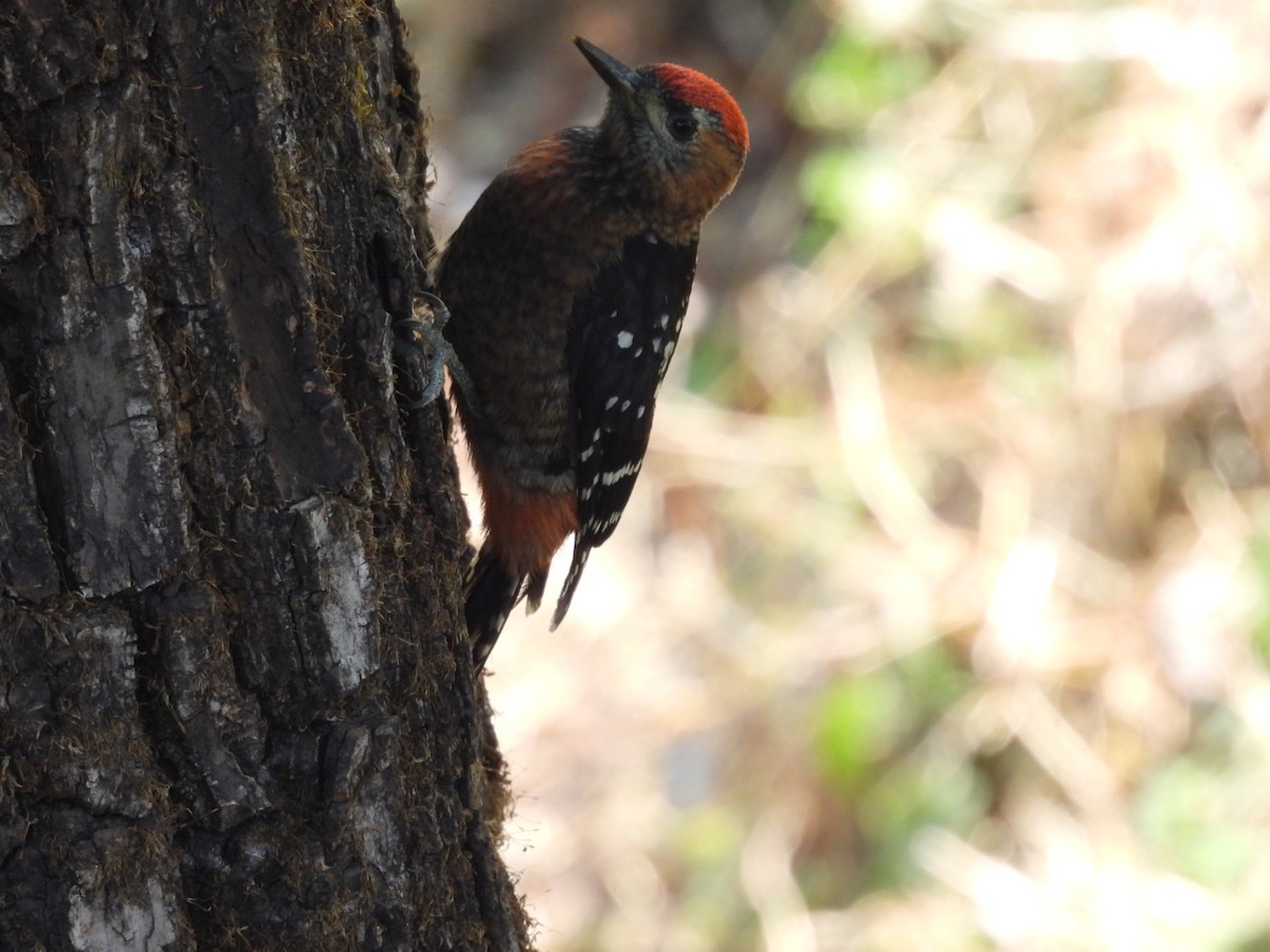 Fulvous-breasted Woodpecker - ML620256259