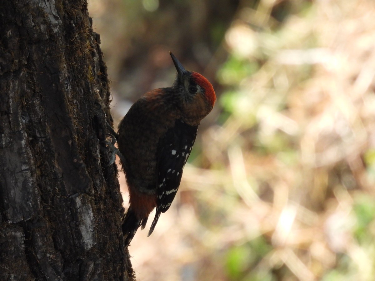 Fulvous-breasted Woodpecker - ML620256260