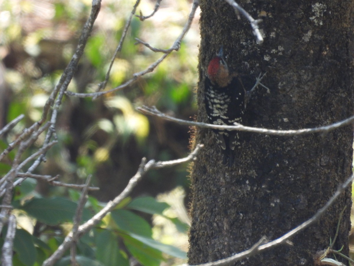 Fulvous-breasted Woodpecker - ML620256261