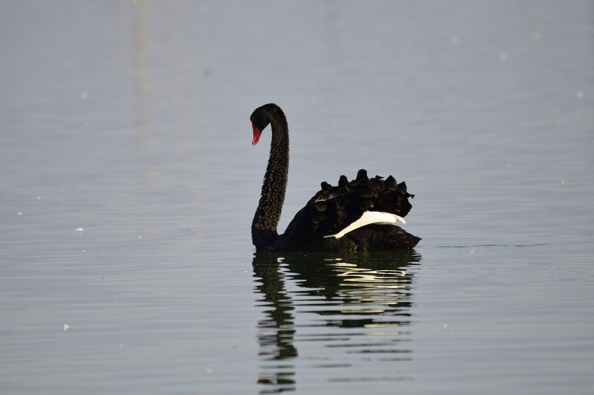 Black Swan - ML620256262