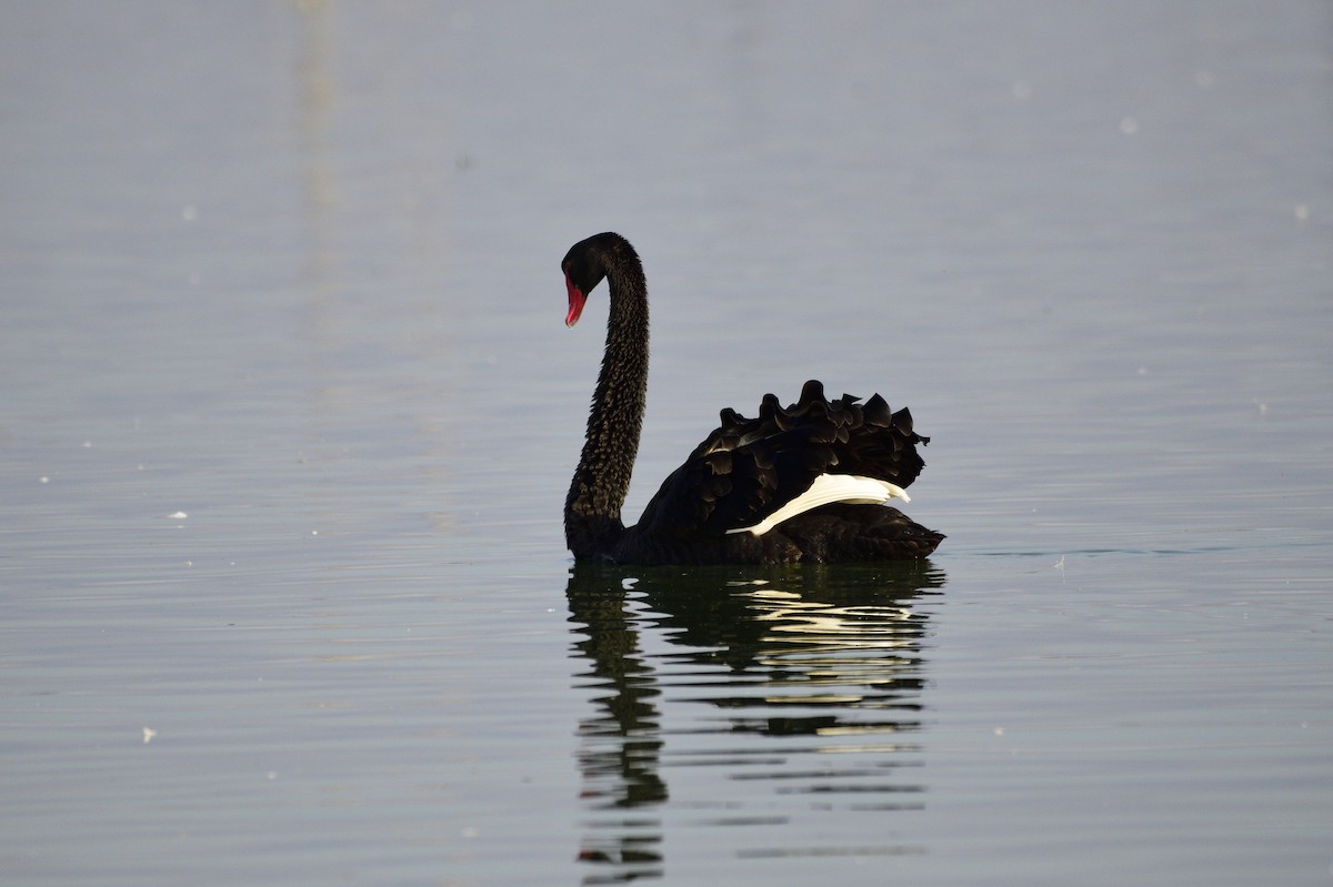 Cisne Negro - ML620256262