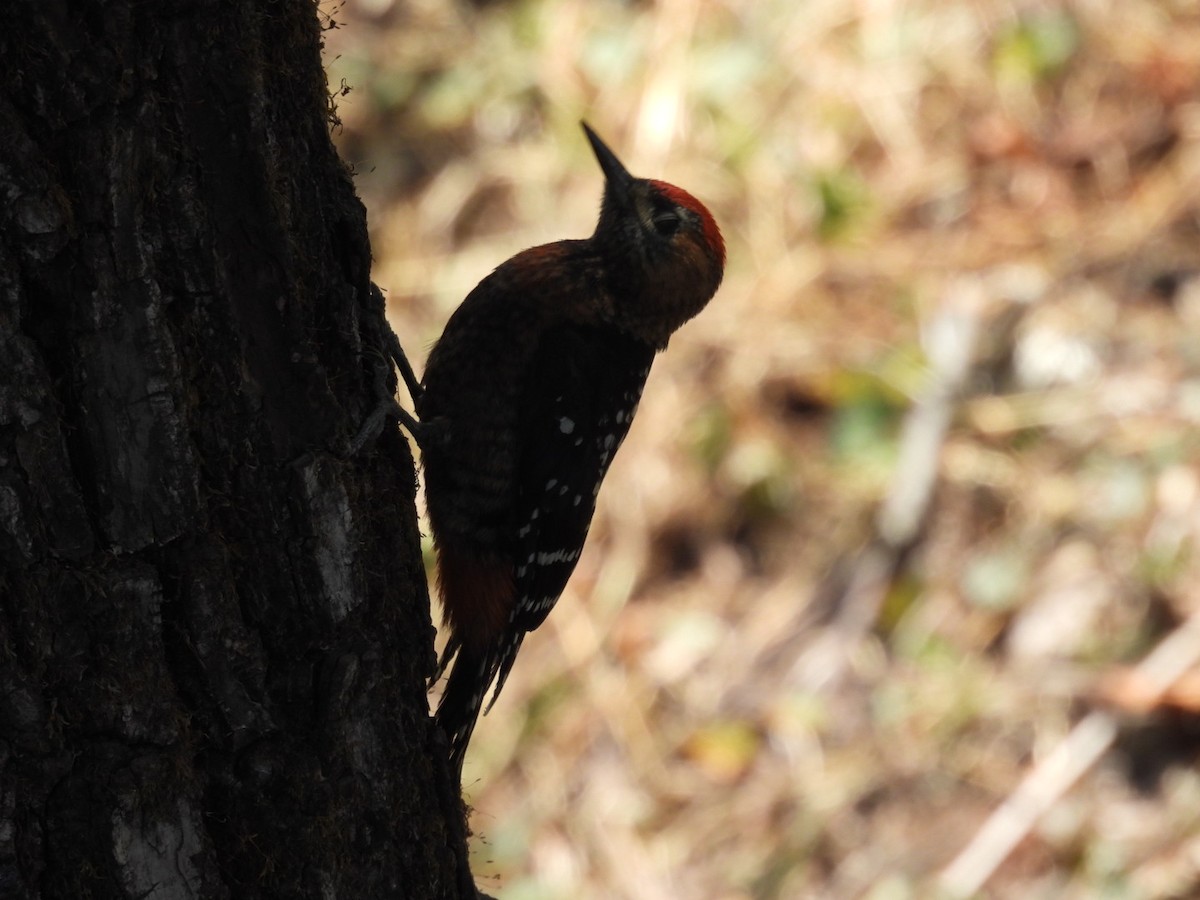Fulvous-breasted Woodpecker - ML620256263