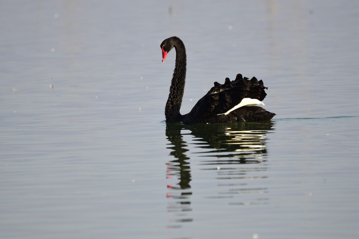 Cisne Negro - ML620256266