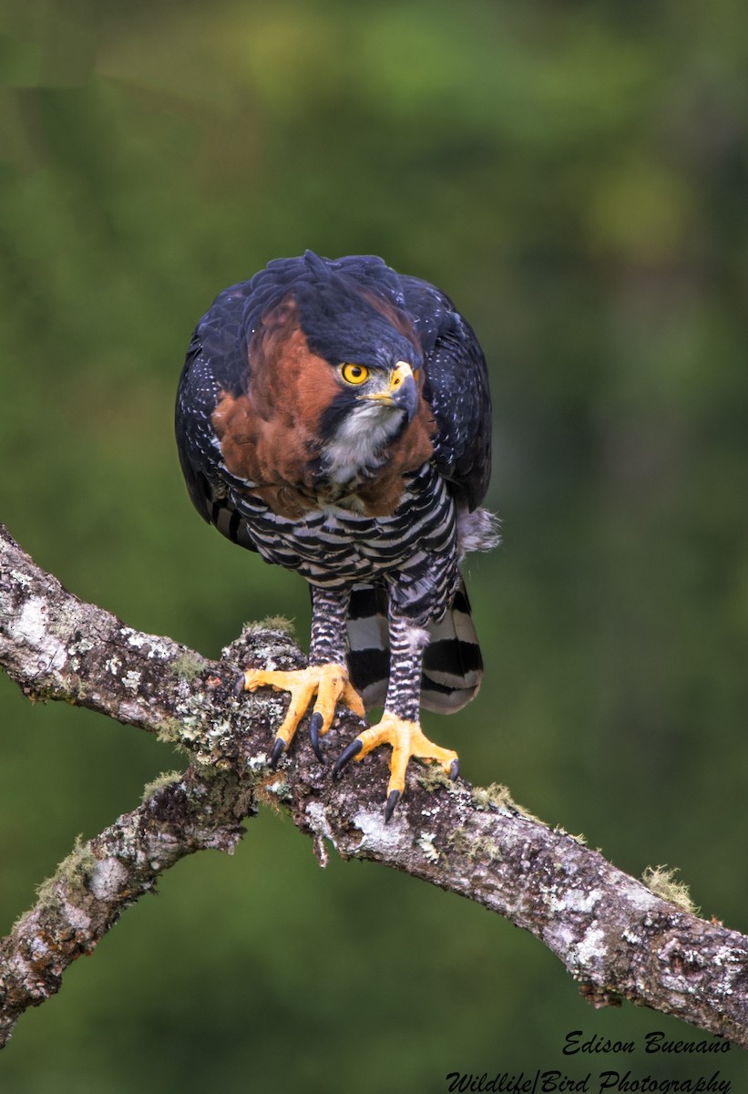 Ornate Hawk-Eagle - Edison Buenano