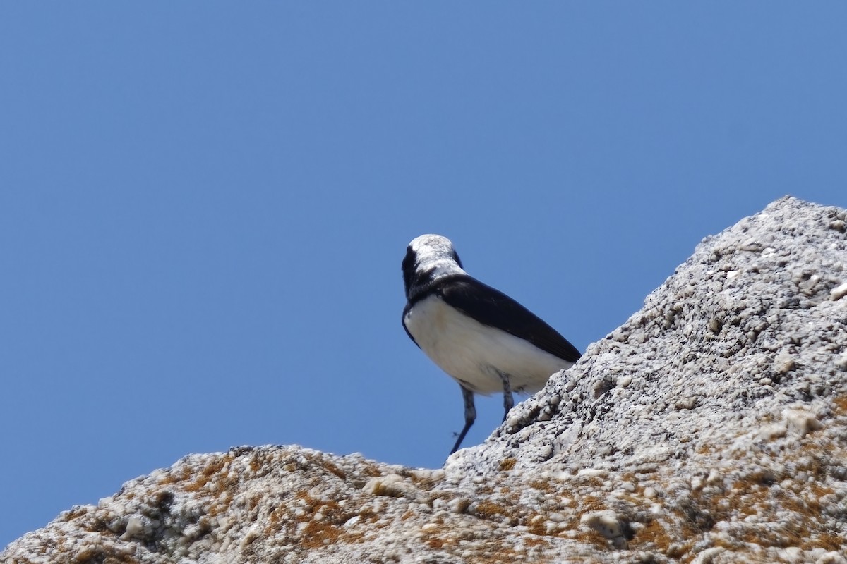 Finsch's Wheatear - ML620256271