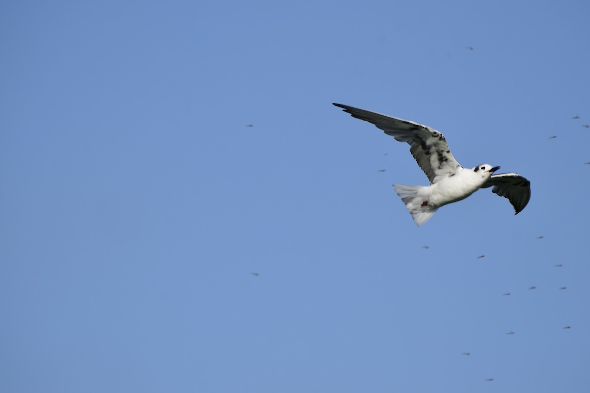 White-winged Tern - ML620256274