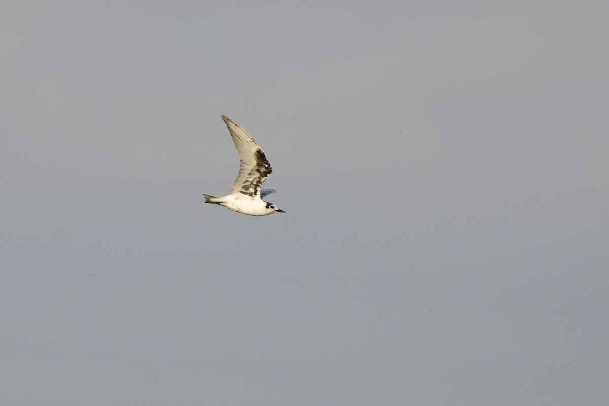 White-winged Tern - ML620256275