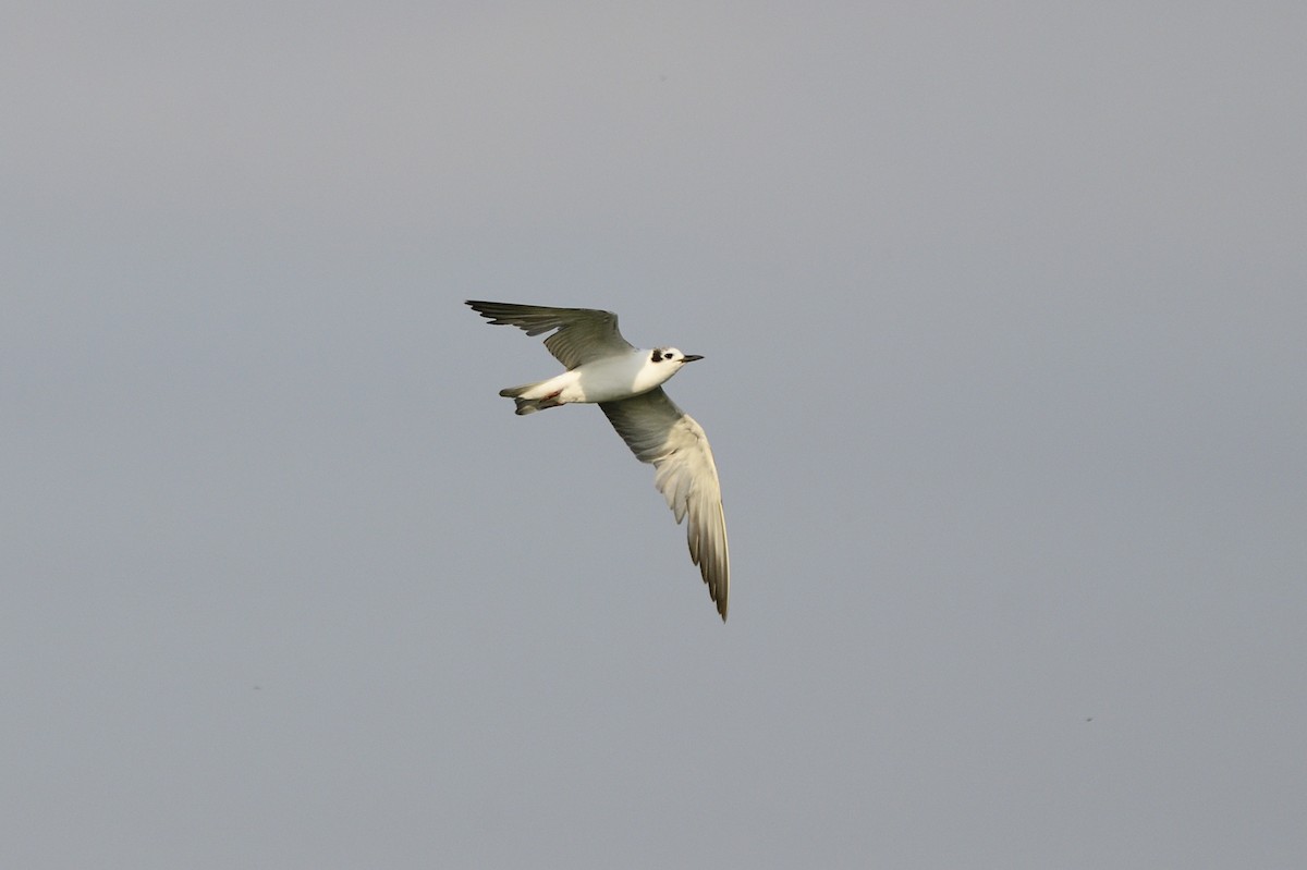 White-winged Tern - ML620256276