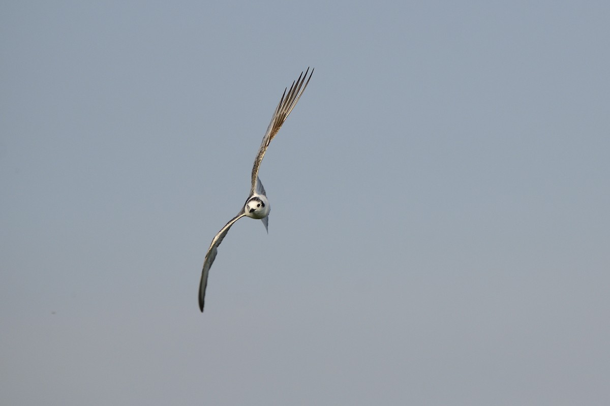 White-winged Tern - ML620256277