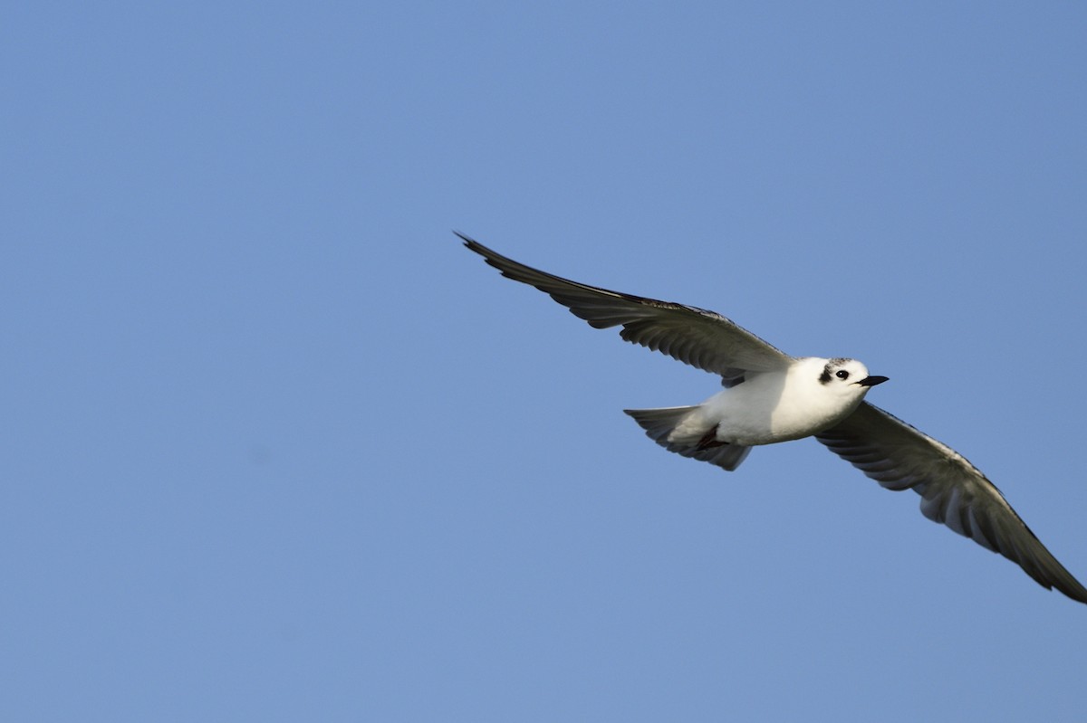 White-winged Tern - ML620256278