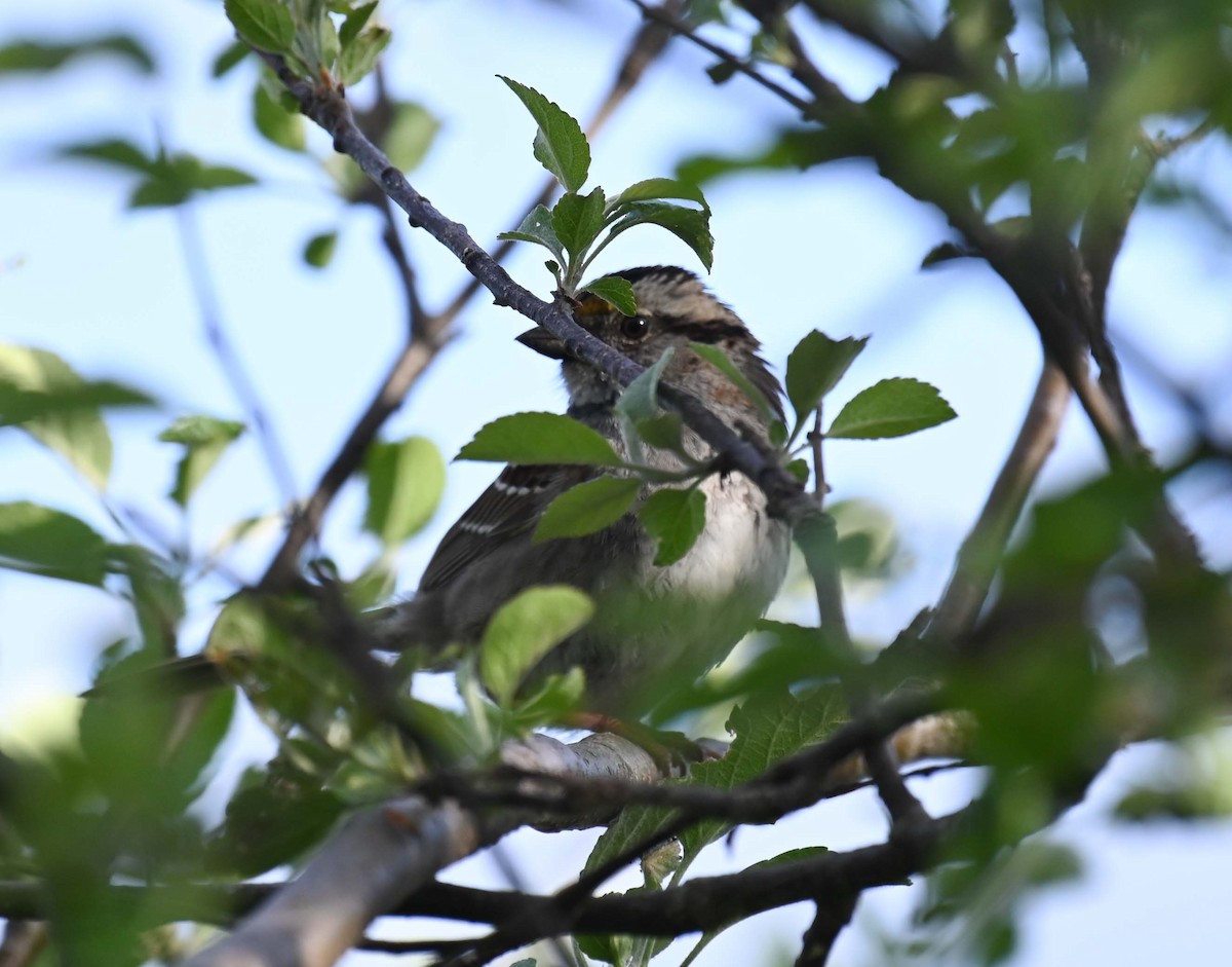 White-throated Sparrow - ML620256280