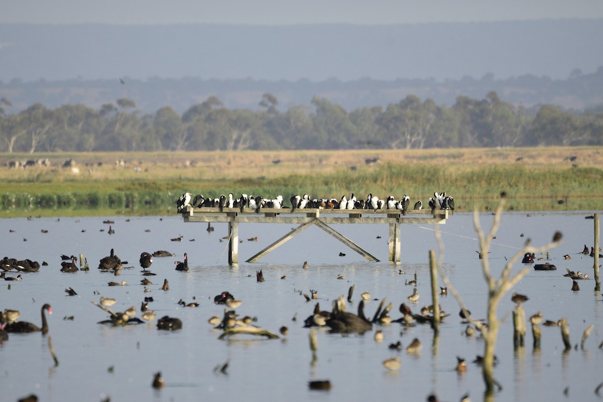 Pied Cormorant - ML620256281