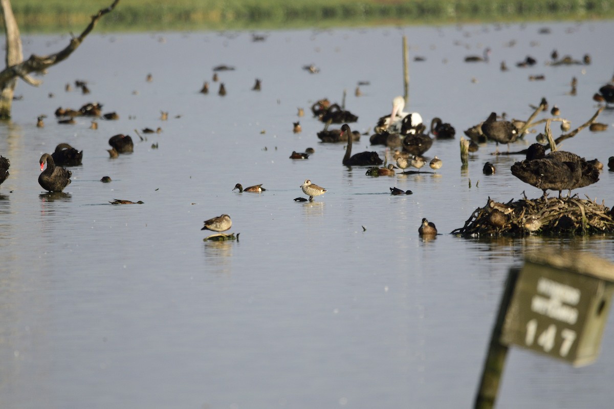 Pink-eared Duck - ML620256287