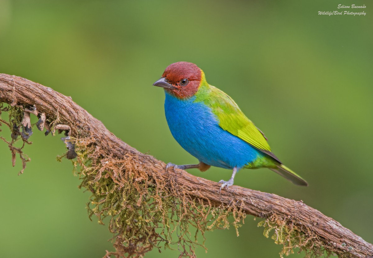 Bay-headed Tanager - ML620256293