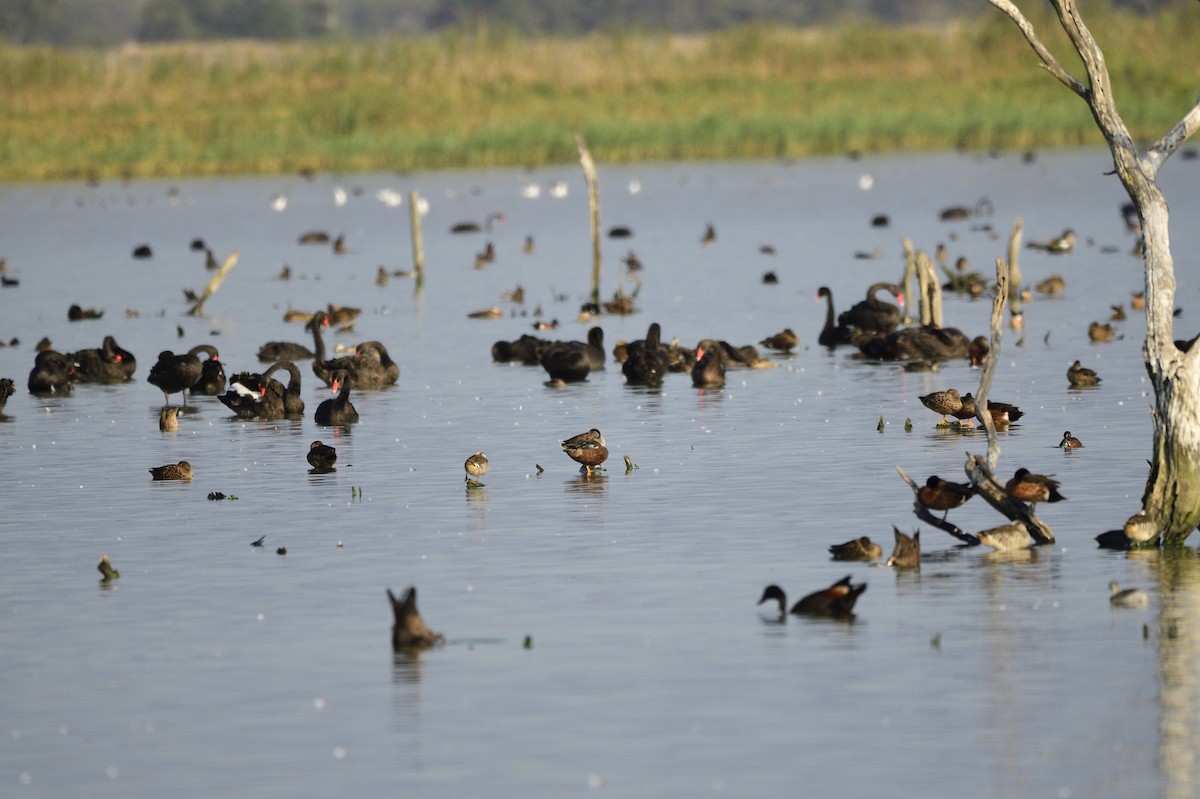 Australasian Shoveler - ML620256304