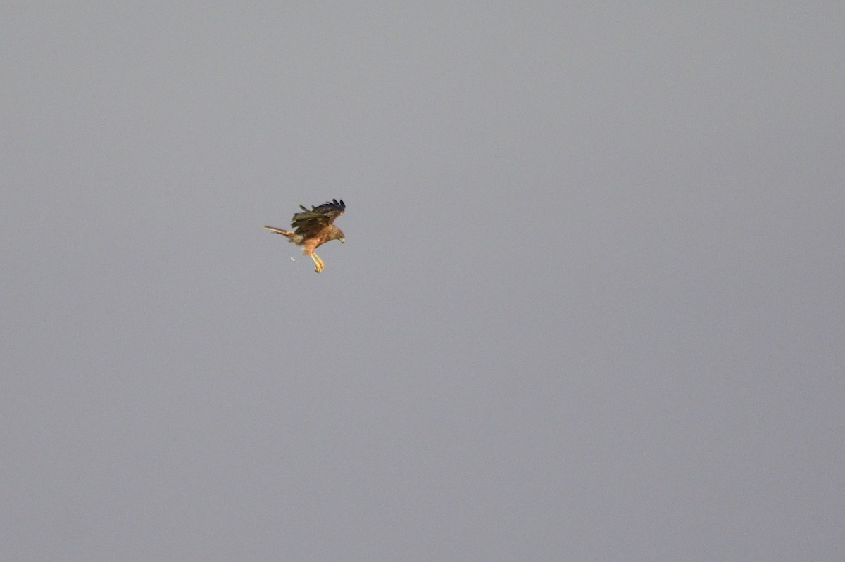 Swamp Harrier - Ken Crawley