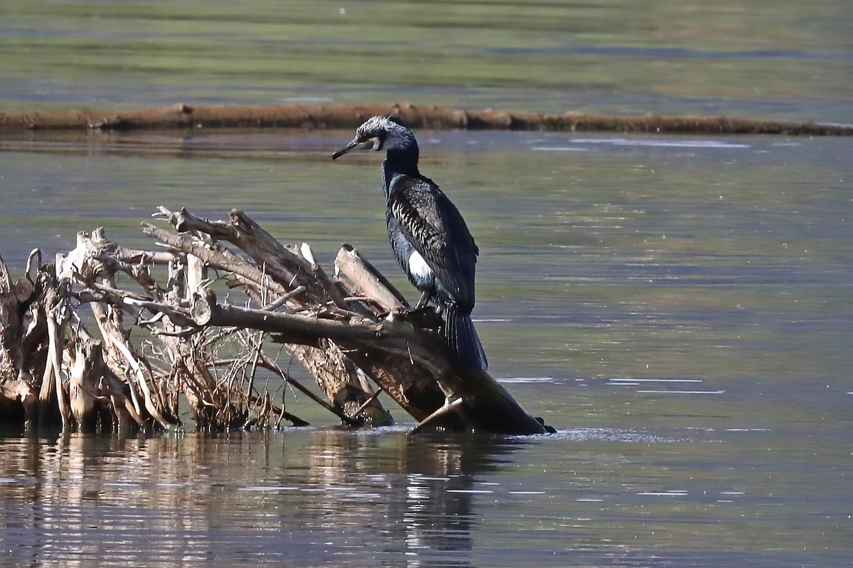 Great Cormorant - ML620256315