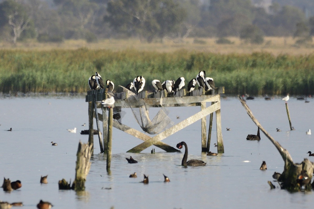 Pied Cormorant - ML620256316